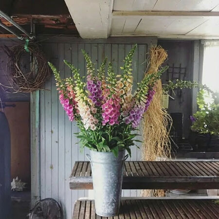 Excelsior Mix, Digitalis Seed - Packet image number null